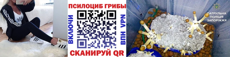 blacksprut вход  Макушино  Галлюциногенные грибы Psilocybe 